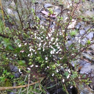 Cryptandra amara at Carwoola, NSW - suppressed