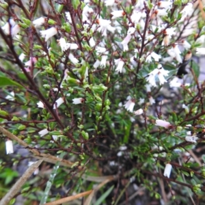 Cryptandra amara at Carwoola, NSW - suppressed