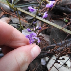 Glycine clandestina (Twining Glycine) at Carwoola, NSW - 29 Sep 2021 by Liam.m