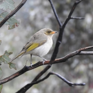 Ptilotula fusca at Carwoola, NSW - 29 Sep 2021