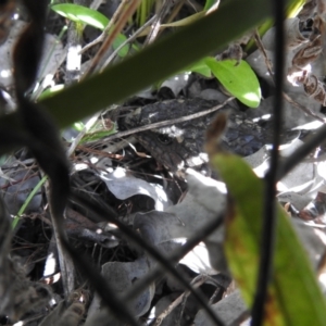 Tiliqua rugosa at Carwoola, NSW - 26 Sep 2021