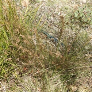 Juncus sp. at Carwoola, NSW - 26 Sep 2021