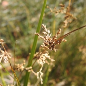 Juncus sp. at Carwoola, NSW - 26 Sep 2021