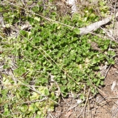 Trifolium subterraneum at suppressed - 26 Sep 2021