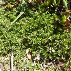 Lysimachia arvensis (Scarlet Pimpernel) at Carwoola, NSW - 26 Sep 2021 by Liam.m