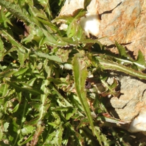 Sonchus asper at Carwoola, NSW - 26 Sep 2021