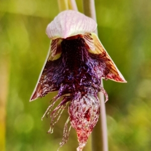 Calochilus platychilus at Point 5815 - 30 Sep 2021