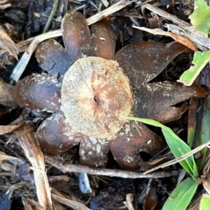 Astraeus hygrometricus at Murrumbateman, NSW - 30 Sep 2021