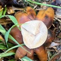 Astraeus hygrometricus at Murrumbateman, NSW - 30 Sep 2021