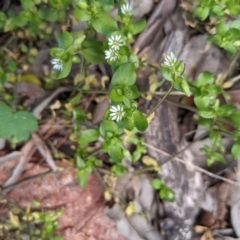 Stellaria media (Common Chickweed) at Hackett, ACT - 26 Sep 2021 by rossleetabak