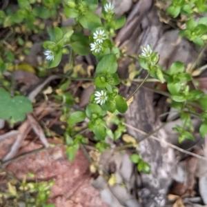 Stellaria media at Hackett, ACT - 26 Sep 2021