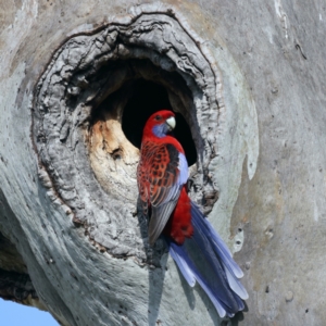 Platycercus elegans at Majura, ACT - 28 Sep 2021