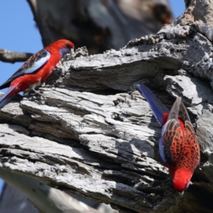 Platycercus elegans at Majura, ACT - 28 Sep 2021