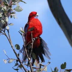 Platycercus elegans at Majura, ACT - 28 Sep 2021