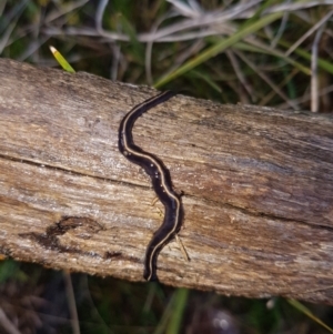 Caenoplana coerulea at Molonglo Valley, ACT - 30 Sep 2021 11:23 AM