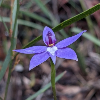 Glossodia major (Wax Lip Orchid) at Currawang, NSW - 30 Sep 2021 by camcols