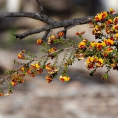 Dillwynia phylicoides (A Parrot-pea) at O'Connor, ACT - 27 Sep 2021 by rossleetabak