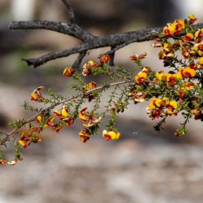 Dillwynia phylicoides (A Parrot-pea) at O'Connor, ACT - 27 Sep 2021 by rossleetabak