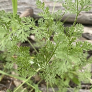 Daucus glochidiatus at Deakin, ACT - 30 Sep 2021 02:03 PM