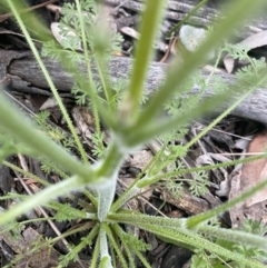 Daucus glochidiatus at Deakin, ACT - 30 Sep 2021 02:03 PM