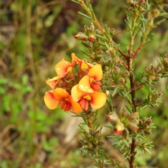 Dillwynia sericea (Egg And Bacon Peas) at Fisher, ACT - 29 Sep 2021 by MatthewFrawley