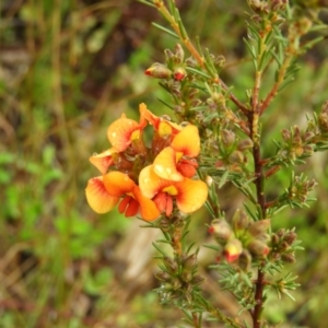 Dillwynia sericea at Fisher, ACT - 29 Sep 2021 03:12 PM