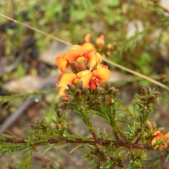 Dillwynia sericea at Fisher, ACT - 29 Sep 2021