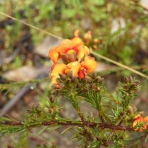 Dillwynia sericea at Fisher, ACT - 29 Sep 2021