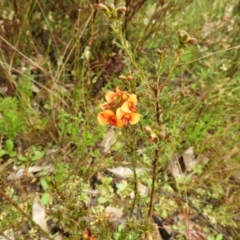 Dillwynia sericea at Fisher, ACT - 29 Sep 2021 03:12 PM