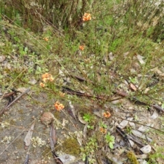 Dillwynia sericea at Fisher, ACT - 29 Sep 2021 03:12 PM