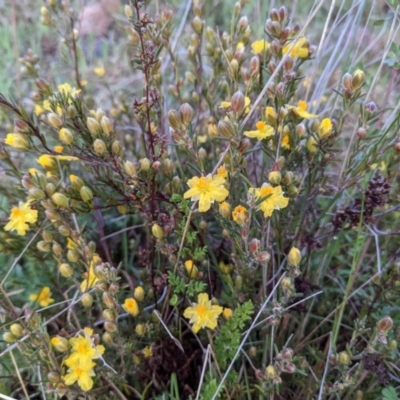 Hibbertia calycina (Lesser Guinea-flower) at Stromlo, ACT - 30 Sep 2021 by HelenCross