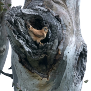 Falco cenchroides at Majura, ACT - 28 Sep 2021