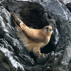 Falco cenchroides at Majura, ACT - 28 Sep 2021