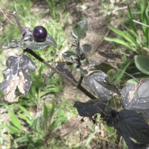 Solanum nigrum at Garran, ACT - 28 Sep 2021 12:37 PM