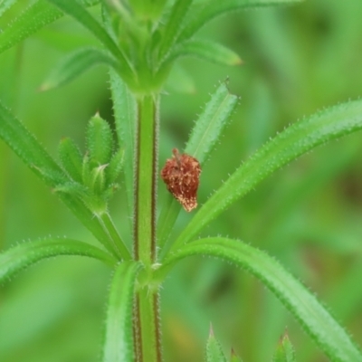 Galium aparine (Goosegrass, Cleavers) at Tuggeranong DC, ACT - 30 Sep 2021 by RodDeb