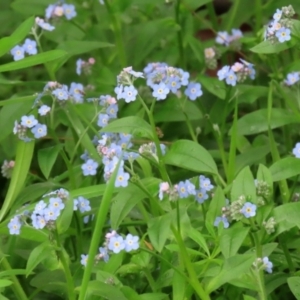 Myosotis laxa subsp. caespitosa at Paddys River, ACT - 30 Sep 2021