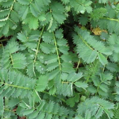 Sanguisorba minor (Salad Burnet, Sheep's Burnet) at Paddys River, ACT - 30 Sep 2021 by RodDeb