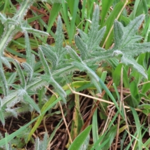 Cirsium vulgare at Paddys River, ACT - 30 Sep 2021 01:15 PM