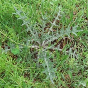 Cirsium vulgare at Paddys River, ACT - 30 Sep 2021