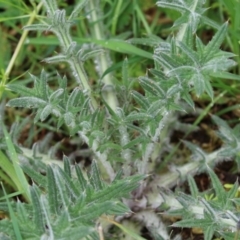 Cirsium vulgare at Paddys River, ACT - 30 Sep 2021 01:15 PM