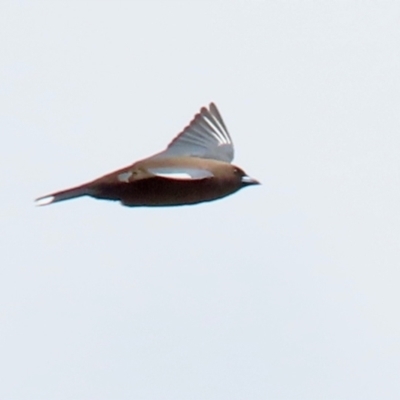 Artamus cyanopterus (Dusky Woodswallow) at Gordon, ACT - 30 Sep 2021 by RodDeb
