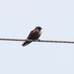 Artamus cyanopterus at Gordon, ACT - 30 Sep 2021