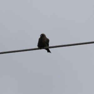 Artamus cyanopterus at Gordon, ACT - 30 Sep 2021