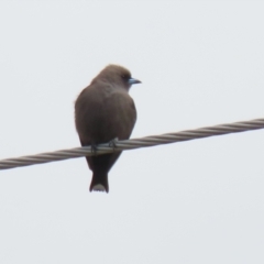 Artamus cyanopterus at Gordon, ACT - 30 Sep 2021