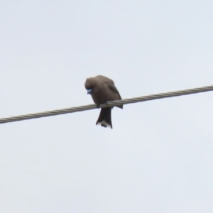 Artamus cyanopterus at Gordon, ACT - 30 Sep 2021