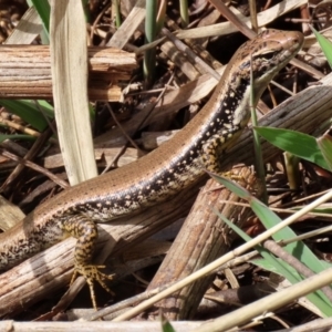 Eulamprus heatwolei at Tuggeranong DC, ACT - 30 Sep 2021