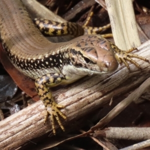 Eulamprus heatwolei at Tuggeranong DC, ACT - 30 Sep 2021