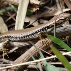 Eulamprus heatwolei at Tuggeranong DC, ACT - 30 Sep 2021