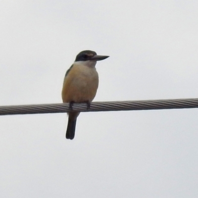 Todiramphus sanctus (Sacred Kingfisher) at Paddys River, ACT - 30 Sep 2021 by RodDeb