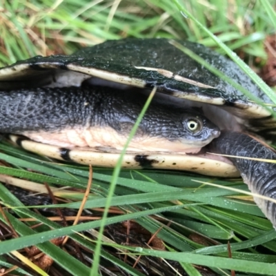 Chelodina longicollis (Eastern Long-necked Turtle) at Molonglo Valley, ACT - 29 Sep 2021 by BrianH